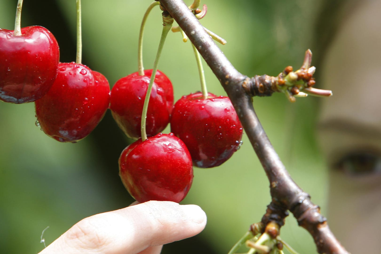 Kirschbaum: Um saftige reife Kirschen ernten zu können, müssen die Früchte ab dem Frühjahr vor Schädlingen geschützt werden.