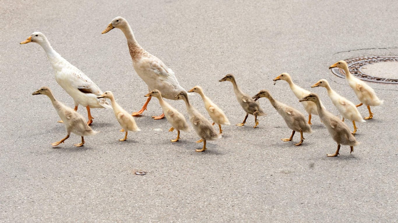 Eine Entenfamilie läuft über eine Straße (Symbolfoto): Ein Passant war nicht damit einverstanden, dass die Polizei den Tieren helfen wollte.