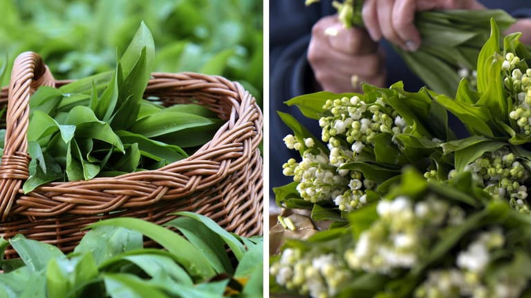 Verwechslungsgefahr: Die Fotos zeigen Bärlauchpflanzen (links) und Maiglöckchen (rechts).