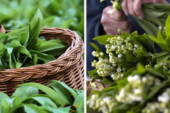 Verwechslungsgefahr: Die Fotos zeigen Bärlauchpflanzen (links) und Maiglöckchen (rechts).