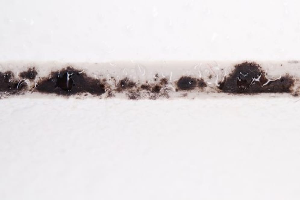 In Fugen setzen sich Schimmelpilze gerne fest und bilden schwarze Flecken.