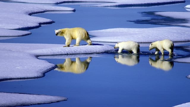 Eine Eisbärenmutter läuft mit ihren Jungen auf Futtersuche über Eisschollen im Gebiet der Nordwest-Passage in Kanada. Eine Eisbärenmutter läuft mit ihren Jungen auf Futtersuche über Eisschollen im Gebiet der Nordwest-Passage in Kanada.