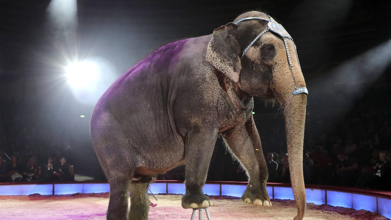 Elefant im Zirkus (Symbolbild): Der Zirkus Knie feiert seine Premiere in Hagen.