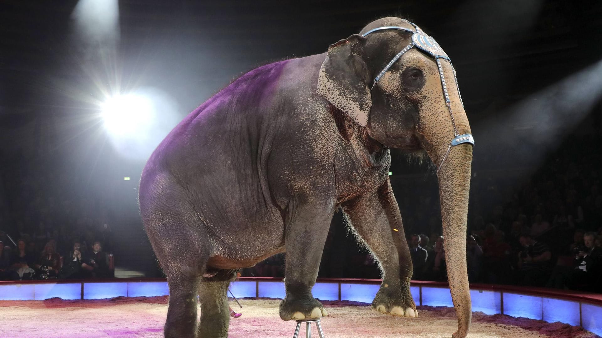 Elefant im Zirkus (Symbolbild): Der Zirkus Knie feiert seine Premiere in Hagen.