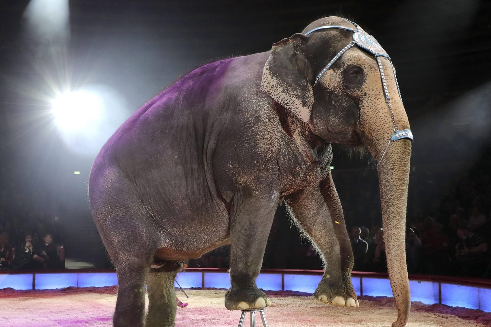 Elefant im Zirkus (Symbolbild): Der Zirkus Knie feiert seine Premiere in Hagen.