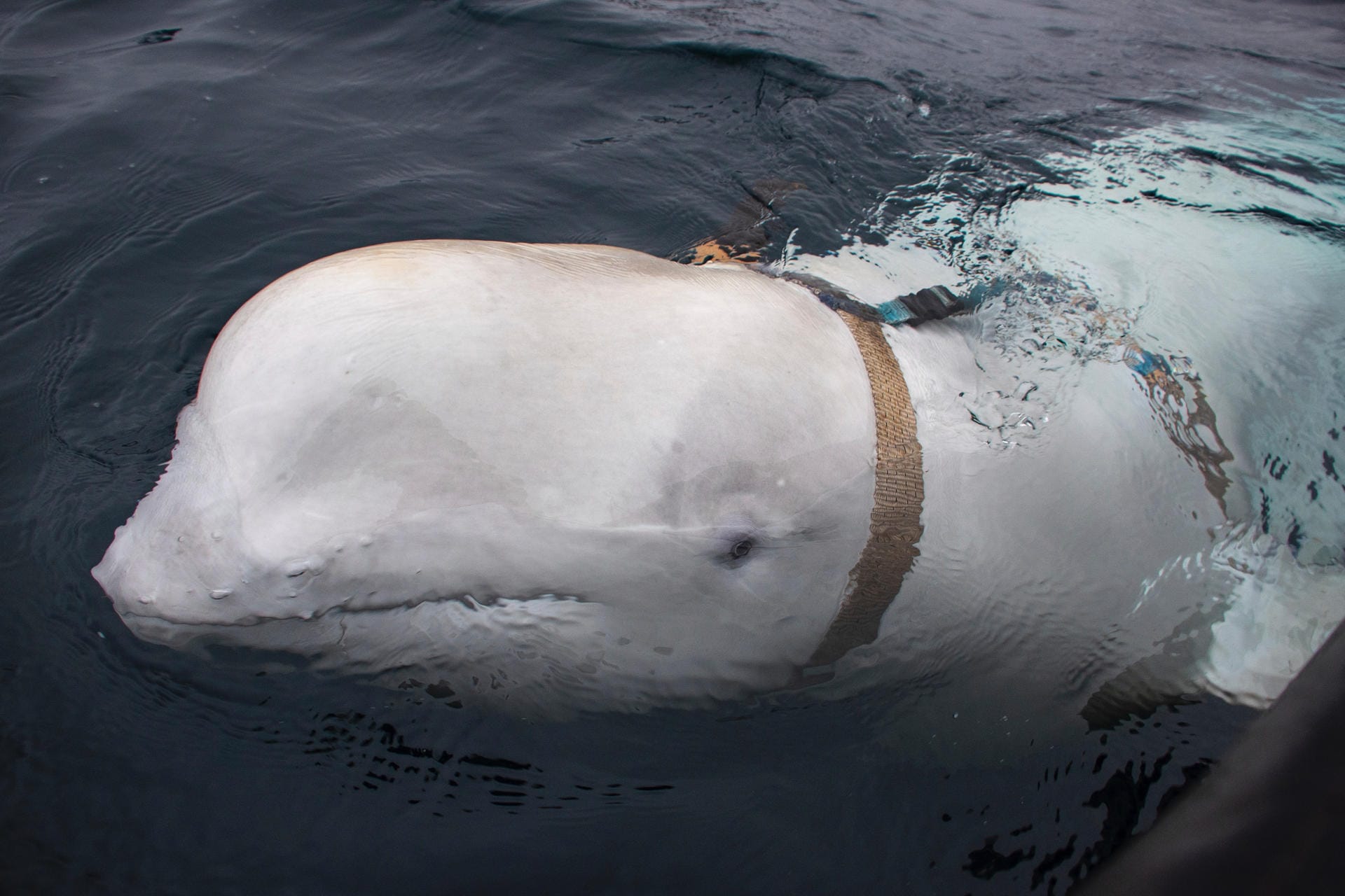 Der Beluga-Wal, der ein Geschirr trägt. Fischer befreiten den Wal von einem Geschirr, das aufgrund des Schriftzuges "Equipment St. Petersburg" für Spekulationen über die Herkunft des Wals sorgte.