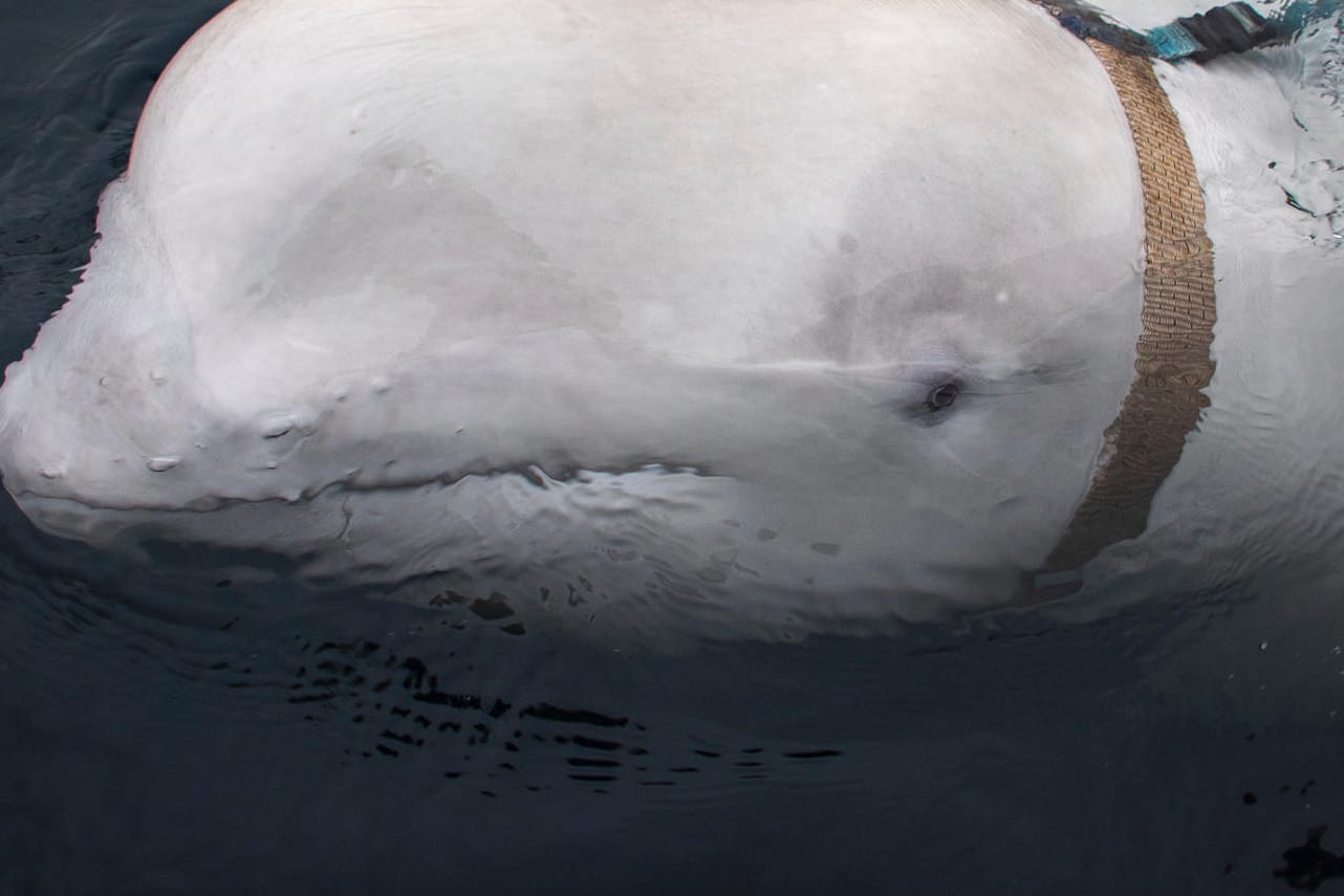 Der Beluga-Wal, der ein Geschirr trägt. Fischer befreiten den Wal von einem Geschirr, das aufgrund des Schriftzuges "Equipment St. Petersburg" für Spekulationen über die Herkunft des Wals sorgte.