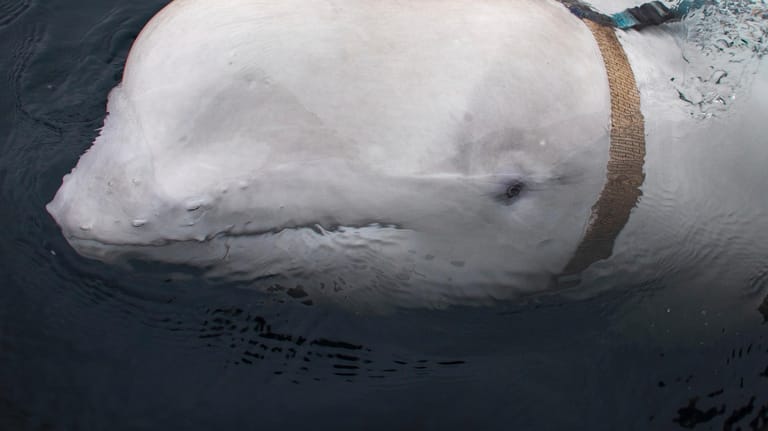 Der Beluga-Wal, der ein Geschirr trägt. Fischer befreiten den Wal von einem Geschirr, das aufgrund des Schriftzuges "Equipment St. Petersburg" für Spekulationen über die Herkunft des Wals sorgte.