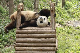 Ein spielender Panda: Einige Tiere haben es in Sachen Artenschutz leichter als andere. (Symbolfoto)