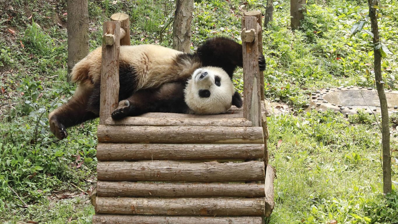 Ein spielender Panda: Einige Tiere haben es in Sachen Artenschutz leichter als andere. (Symbolfoto)