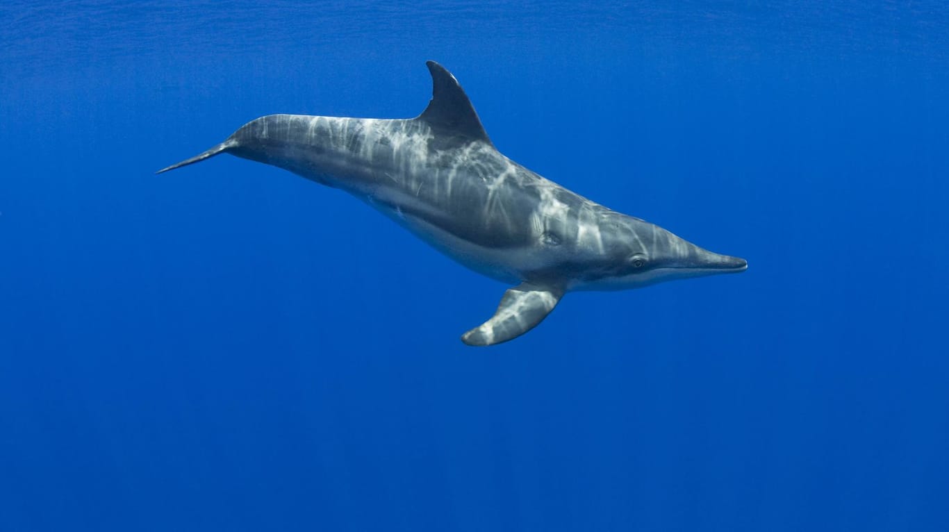 Rauzahndelfin im Meer: Ausgewachsene Tiere wiegen mehr als 100 Kilo. (Archivfoto)