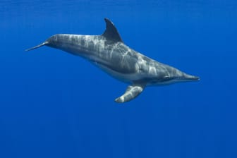 Rauzahndelfin im Meer: Ausgewachsene Tiere wiegen mehr als 100 Kilo. (Archivfoto)