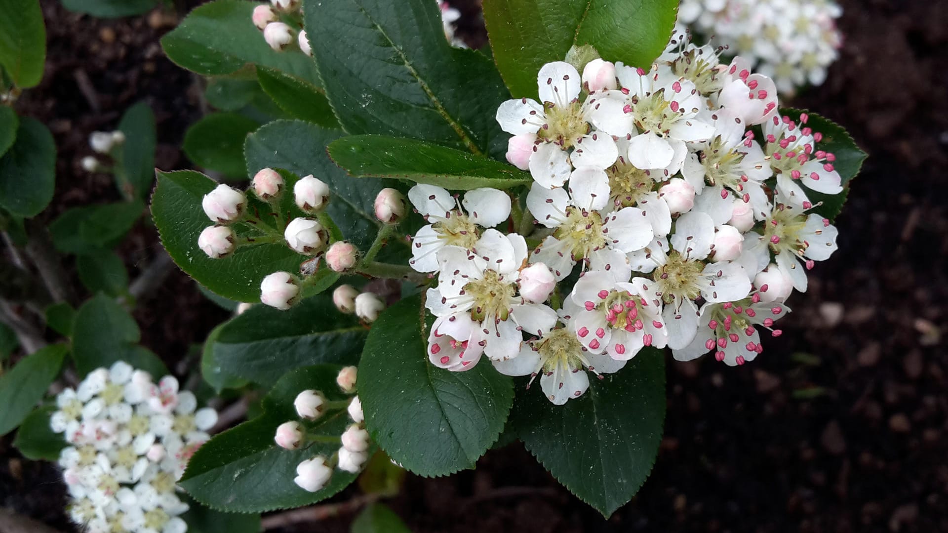 Aroniablüten: Die Befruchtung der Pflanzen gelingt besser, wenn ein weiterer Aroniastrauch in der Nähe wächst.