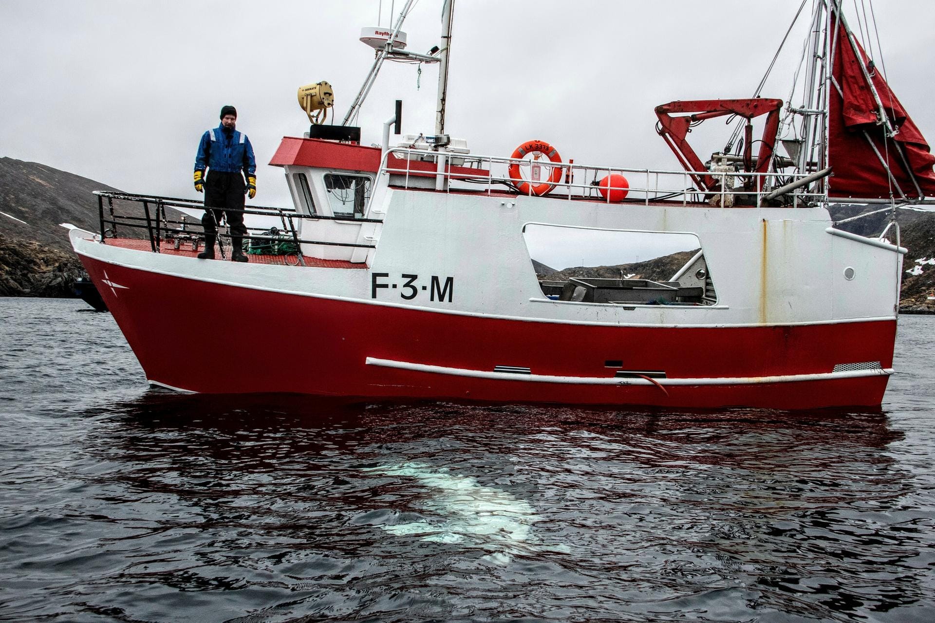 Der norwegische Fischer Joergen Ree Wiig beobachtet den Beluga-Wal beobachtet. Die Fischer befreiten den Wal von einem Geschirr, das aufgrund des Schriftzuges "Equipment St. Petersburg" für Spekulationen über die Herkunft des Wals sorgte.