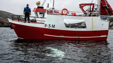Den norske fiskeren Joergen Ree Wiig observerer hvithvalen.  Fiskere slapp hvalen fra en sele på grunn av skriften "Utstyr St. Petersburg" har skapt spekulasjoner om hvalens opprinnelse.