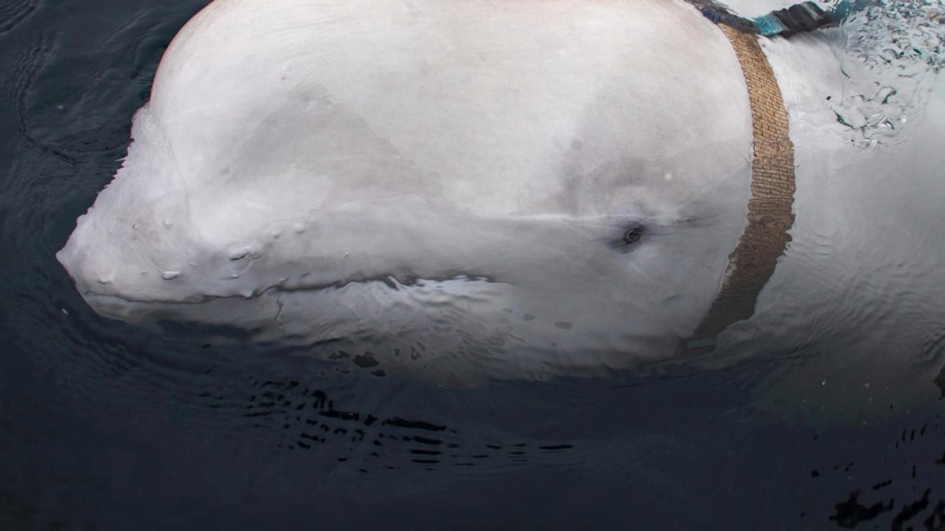 Der Beluga-Wal mit Geschirr.