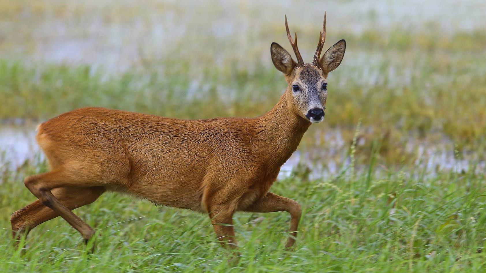 Rehbock auf einer Wiese: Ein Tier soll Fußgänger attackiert haben