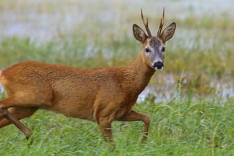 Rehbock auf einer Wiese: Ein Tier soll Fußgänger attackiert haben