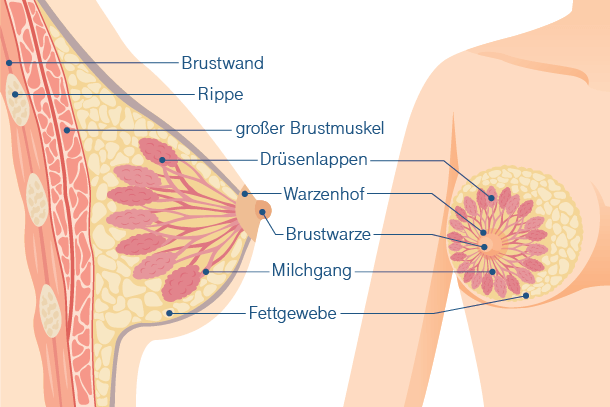 Die weibliche Brust: Viele Menschen kennen den Aufbau nicht – oder denken fälschlicherweise, es wäre nur Fettgewebe.