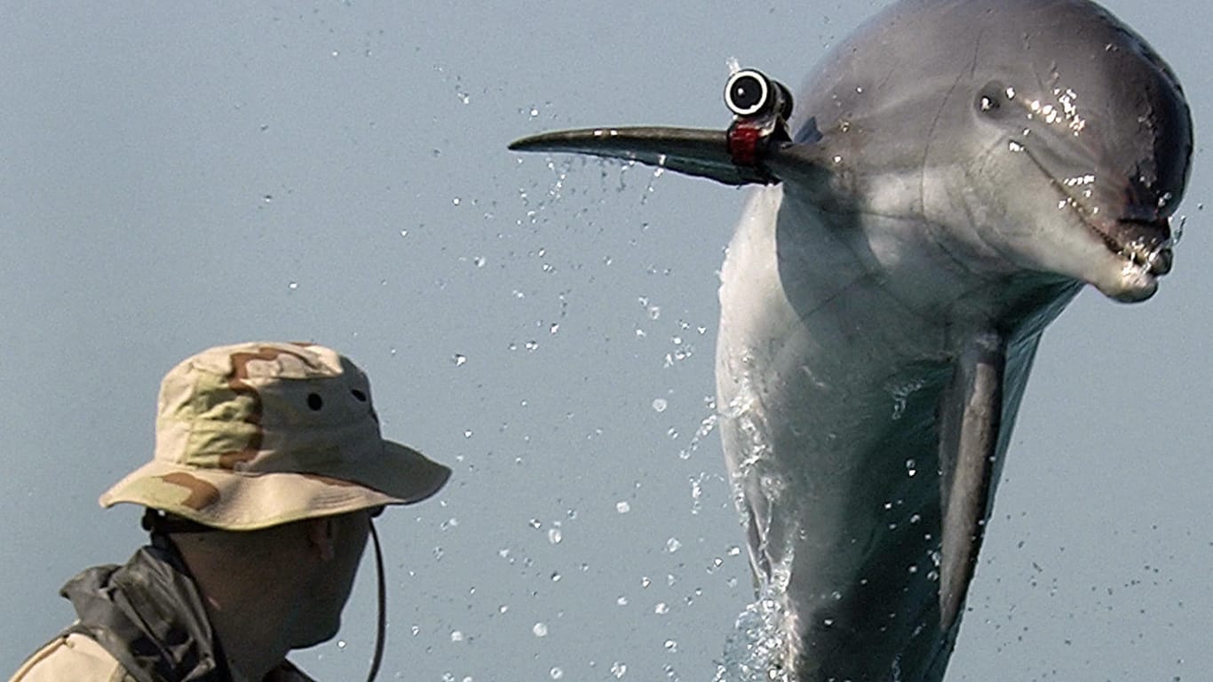 Das ist der Große Tümmler "K-Dog": Der Delfin wurde von der US Navy trainiert.