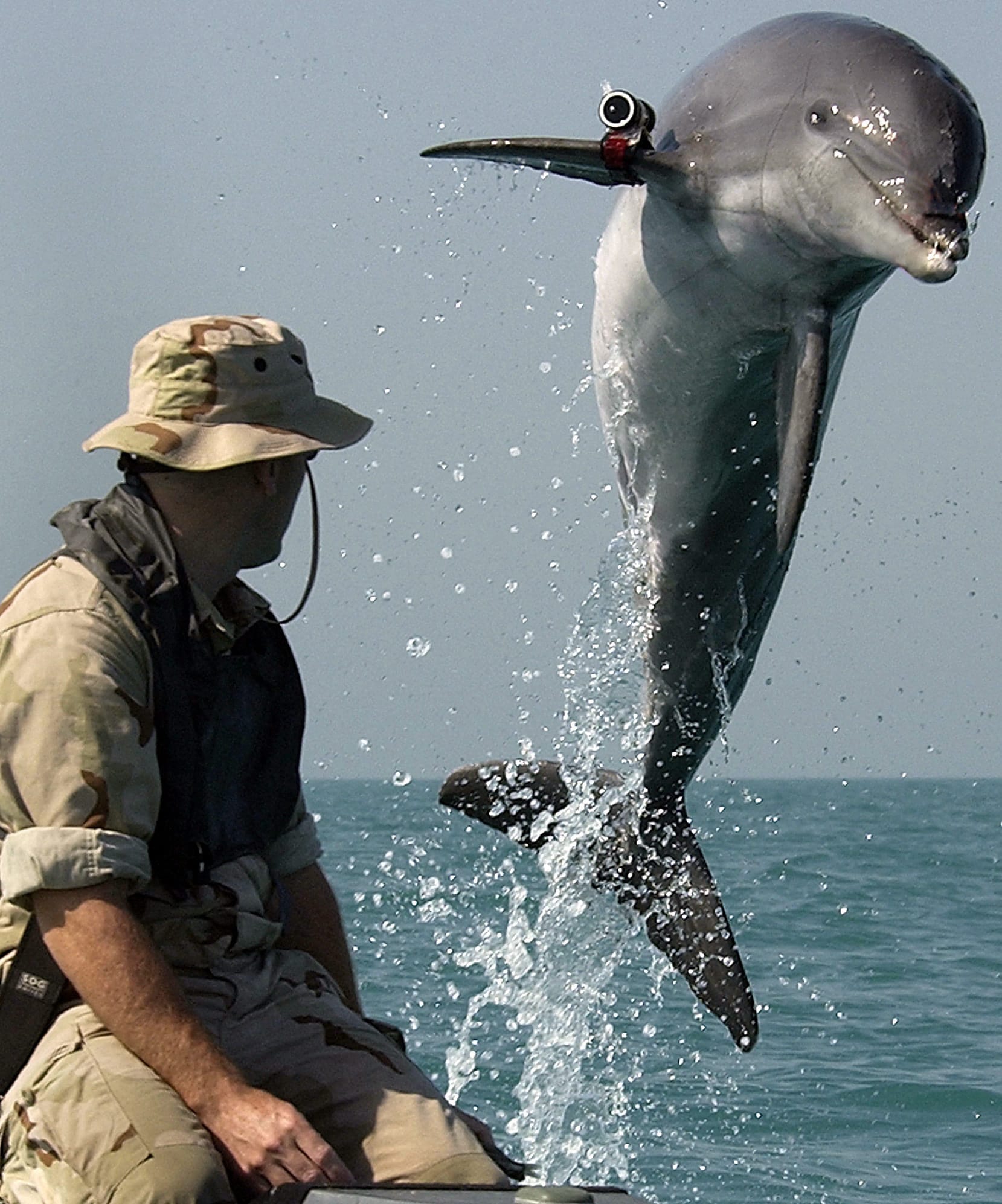 Das ist der Große Tümmler "K-Dog": Der Delfine wurde von der US-Navy trainiert.