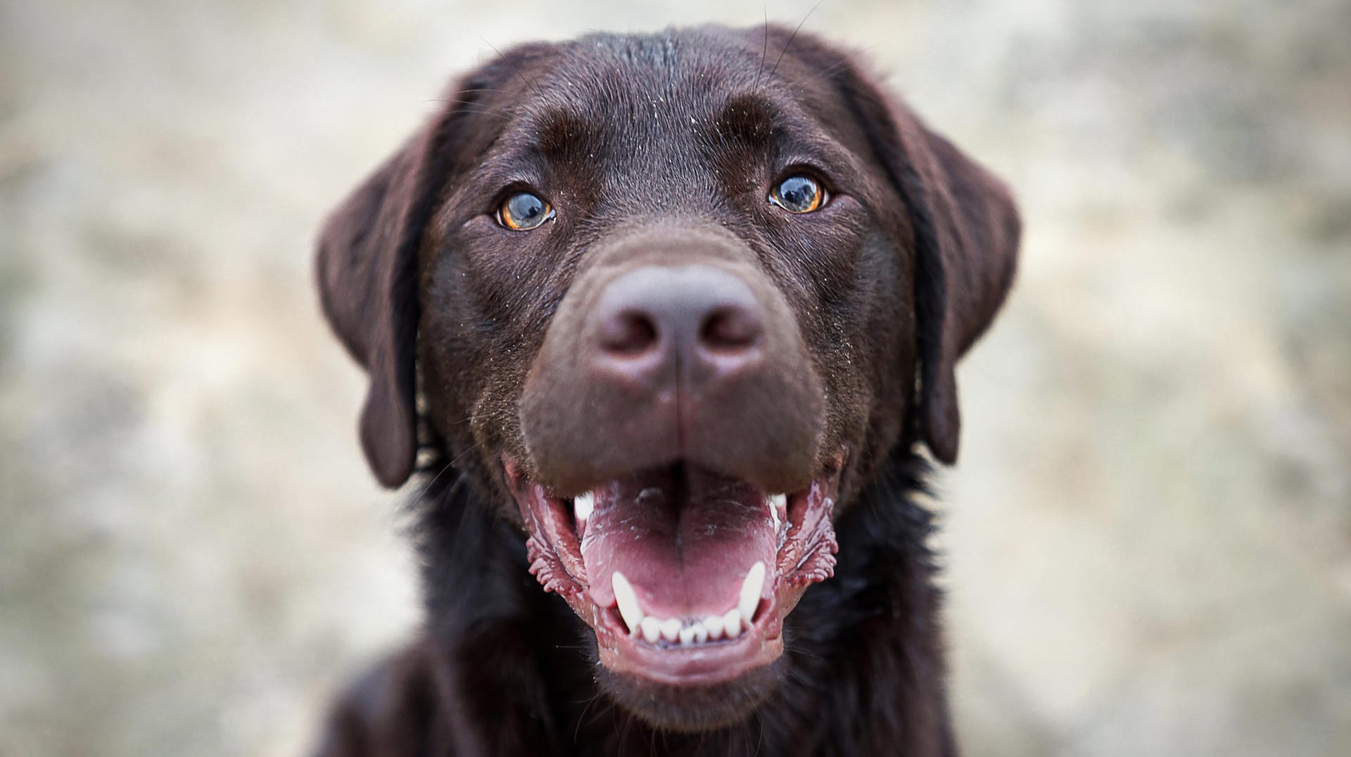 Labrador: Der Rechtsstreit zwischen den ehemaligen Eheleuten entbrannte wegen der Labradorhündin des Paares.