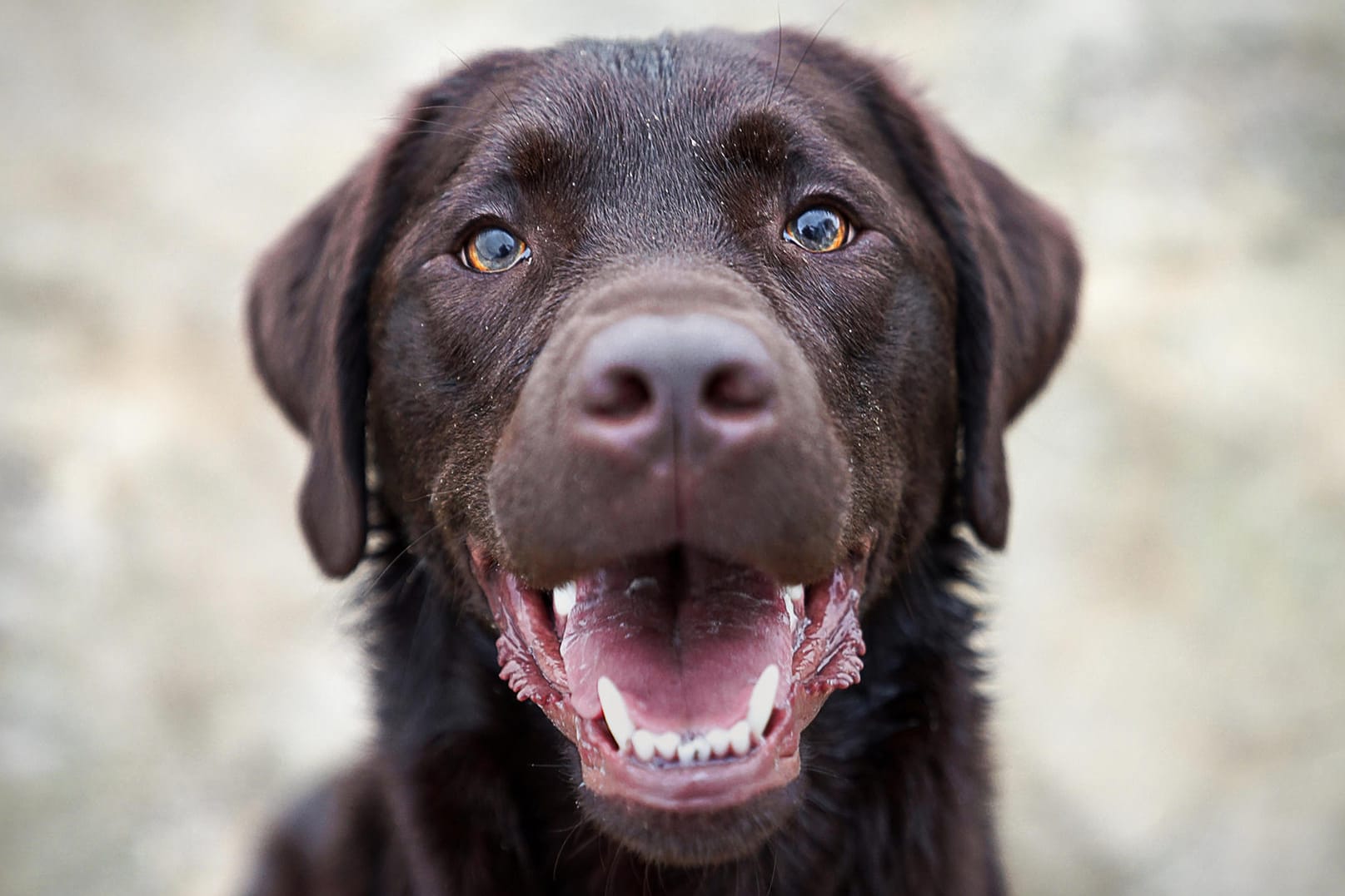 Labrador: Der Rechtsstreit zwischen den ehemaligen Eheleuten entbrannte wegen der Labradorhündin des Paares.