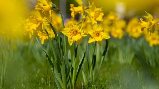 Narzissen sind Frühblüher.