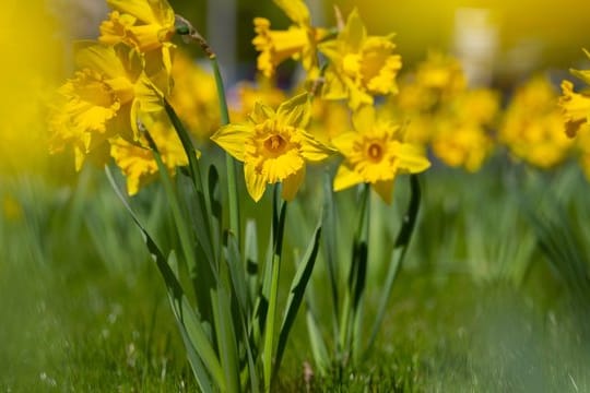 Narzissen sind Frühblüher.