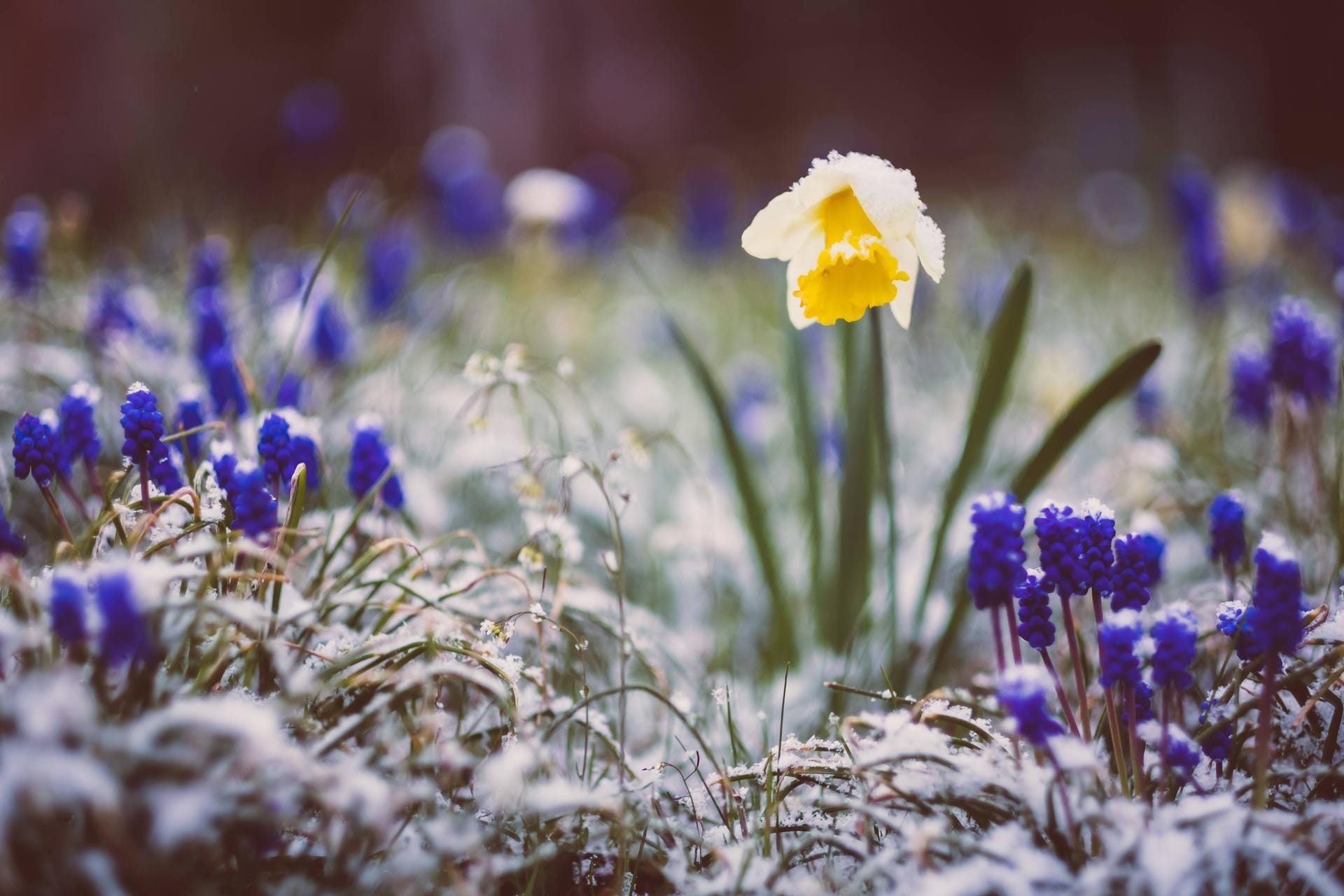 Der Winter holt den Frühling ein: In den kommenden Tagen sind Bodenfrost und Schneeschauer möglich.