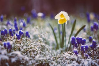 Der Winter holt den Frühling ein: In den kommenden Tagen sind Bodenfrost und Schneeschauer möglich.