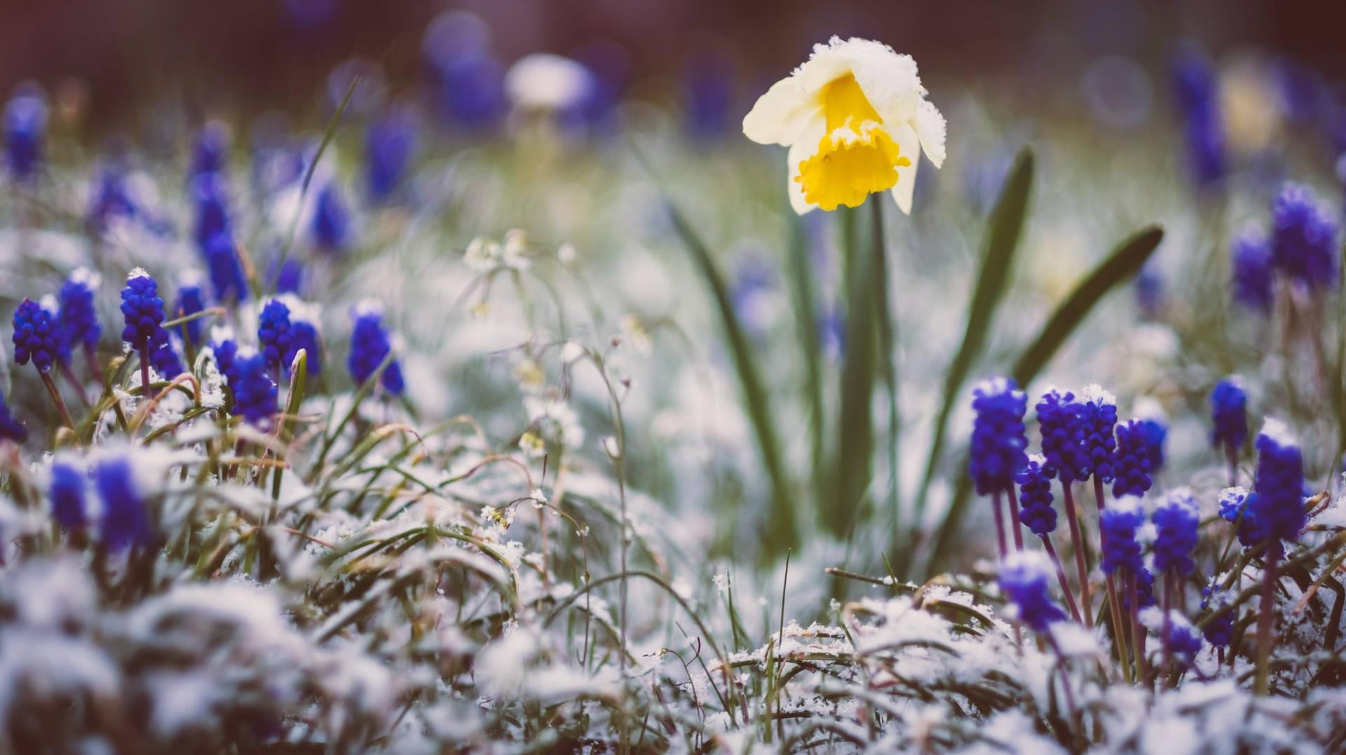 Der Winter holt den Frühling ein: In den kommenden Tagen sind Bodenfrost und Schneeschauer möglich.