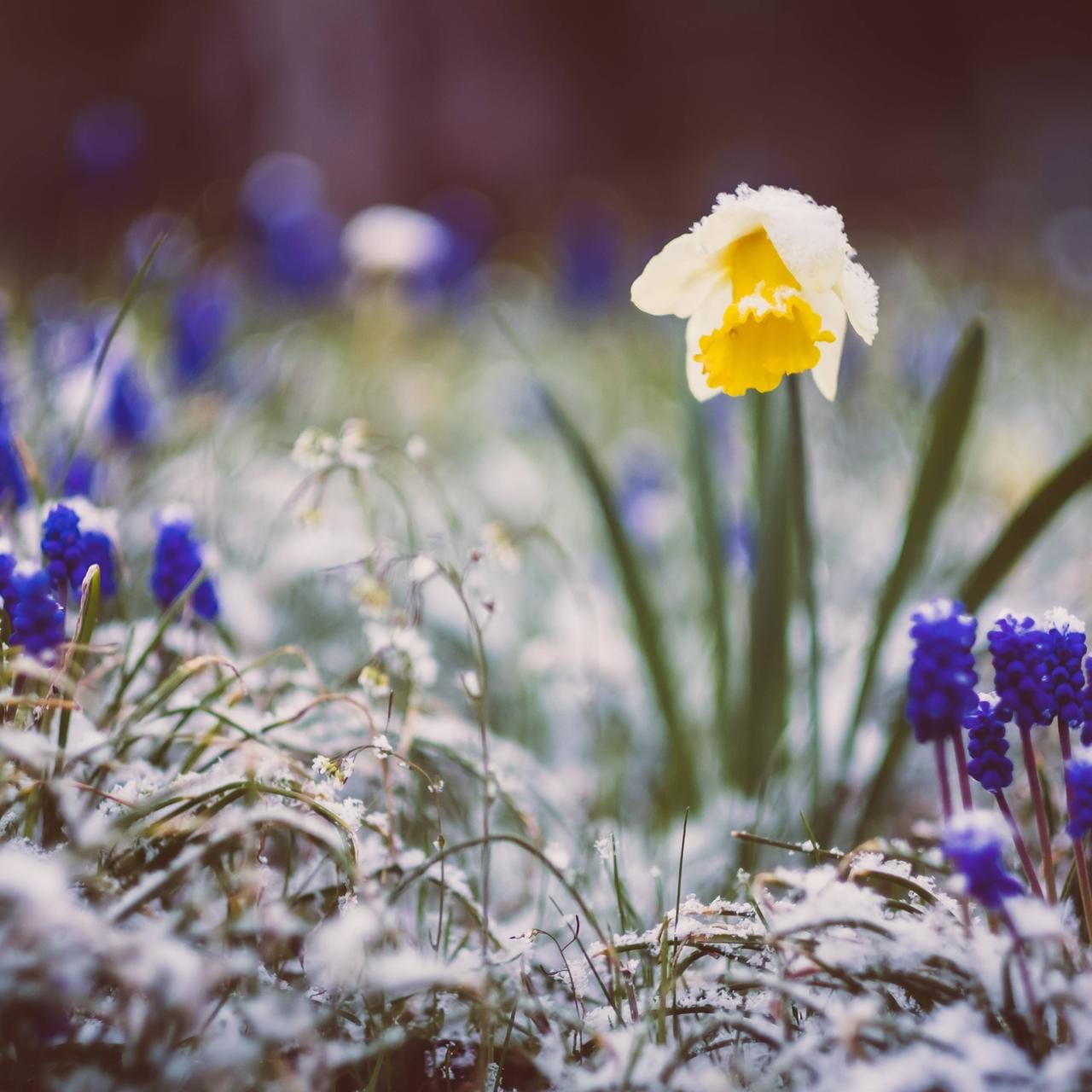 Der Winter holt den Frühling ein: In den kommenden Tagen sind Bodenfrost und Schneeschauer möglich.