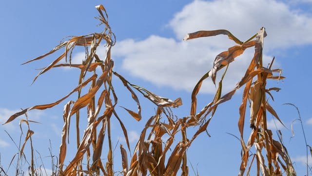 Vertrocknete Pflanzen auf einem Maisfeld in Brandenburg.