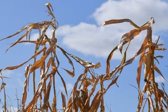 Vertrocknete Pflanzen auf einem Maisfeld in Brandenburg.