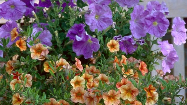 Zauberglöckchen (hier Calibrachoa × hybrida 'Terra Cotta') mit ihren kleineren Blüten und Petunien (hier Petunia 'Sky Blue') ergänzen sich gut in einem Topf.