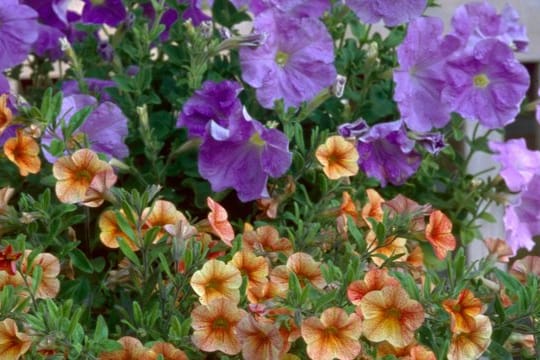 Zauberglöckchen (hier Calibrachoa × hybrida 'Terra Cotta') mit ihren kleineren Blüten und Petunien (hier Petunia 'Sky Blue') ergänzen sich gut in einem Topf.