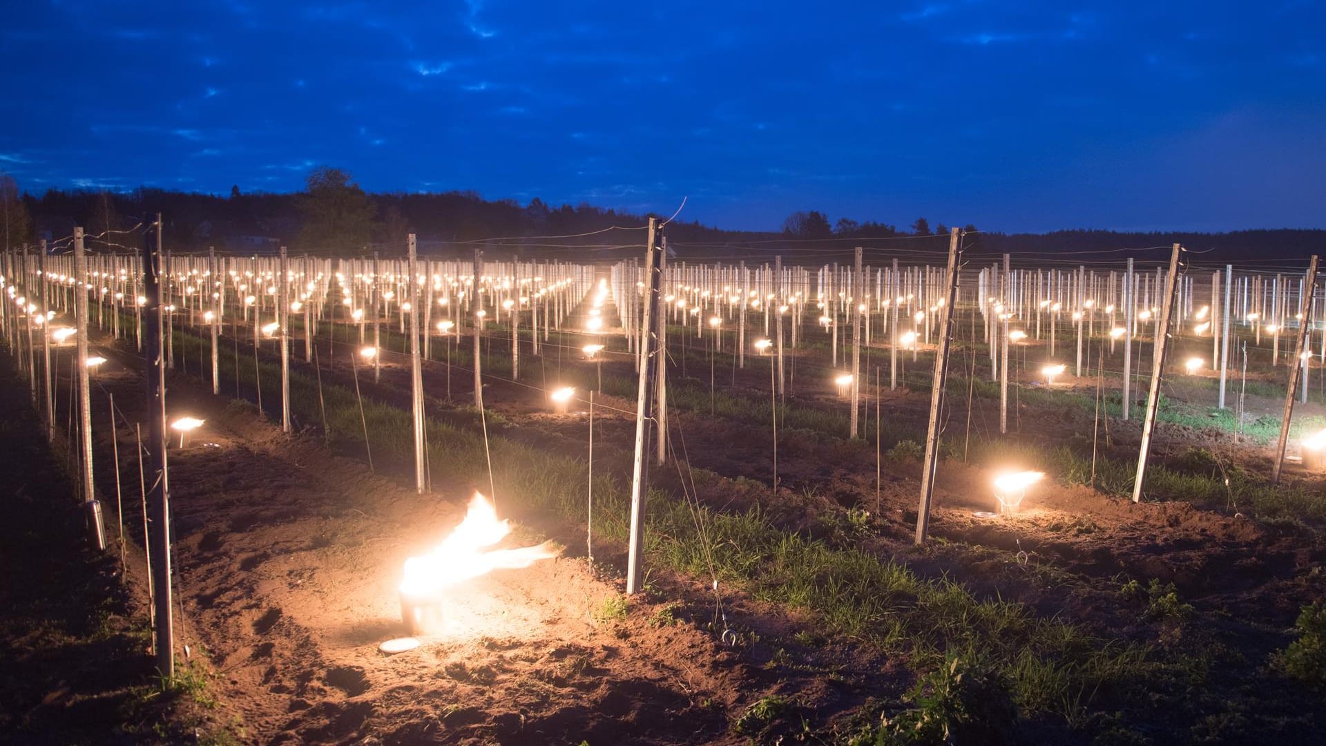 Frostkerzen in einem sächsischen Weinberg: Die Feuer sollten die Reben in Weinböhla am 11. April vor Schäden durch tiefe Temperaturen bewahren. Am Wochenende könnten viele dieser Feuer brennen.