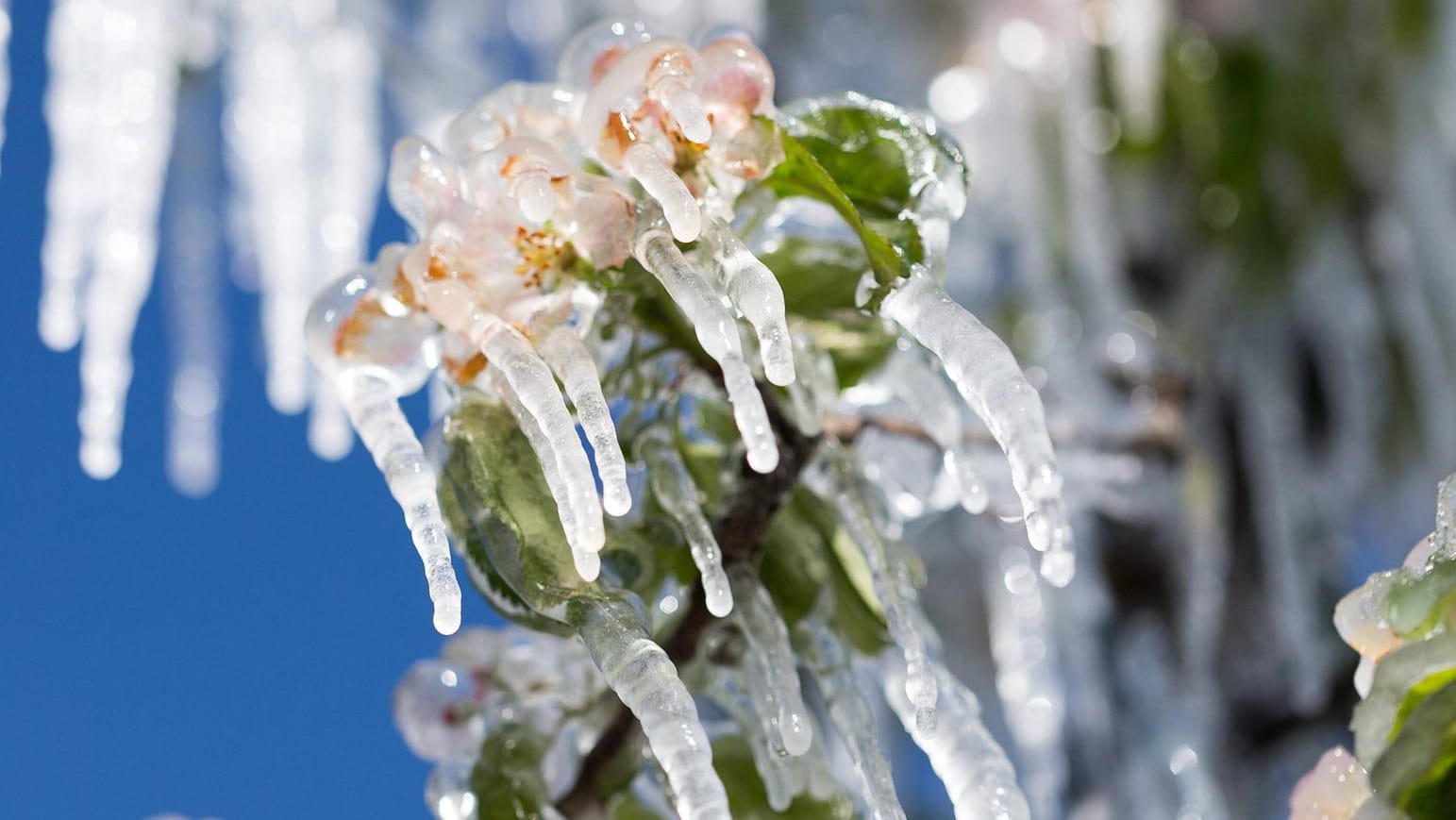 Eis als Schutz: Andauernde Beregnung kann Blüten und junge Früchte vor Frostschäden bewahren, weil beim Frieren des Wassers Wärmeenergie freigesetzt wird. Am Wochenende könnten manche Obstbauer zu dem Mittel greifen.