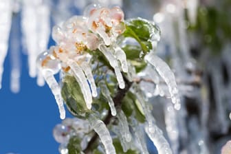 Eis als Schutz: Andauernde Beregnung kann Blüten und junge Früchte vor Frostschäden bewahren, weil beim Frieren des Wassers Wärmeenergie freigesetzt wird. Am Wochenende könnten manche Obstbauer zu dem Mittel greifen.