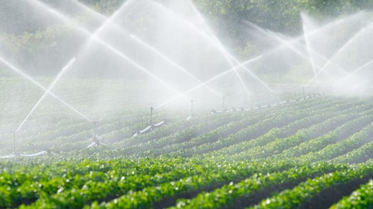 Beim Bewässern von Obst und Gemüse werden große Wassermengen verbraucht - die in trockenen Gebieten anders genutzt werden könnten.