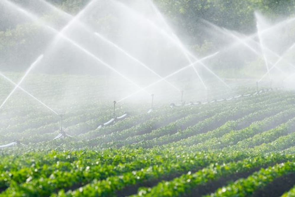 Beim Bewässern von Obst und Gemüse werden große Wassermengen verbraucht - die in trockenen Gebieten anders genutzt werden könnten.
