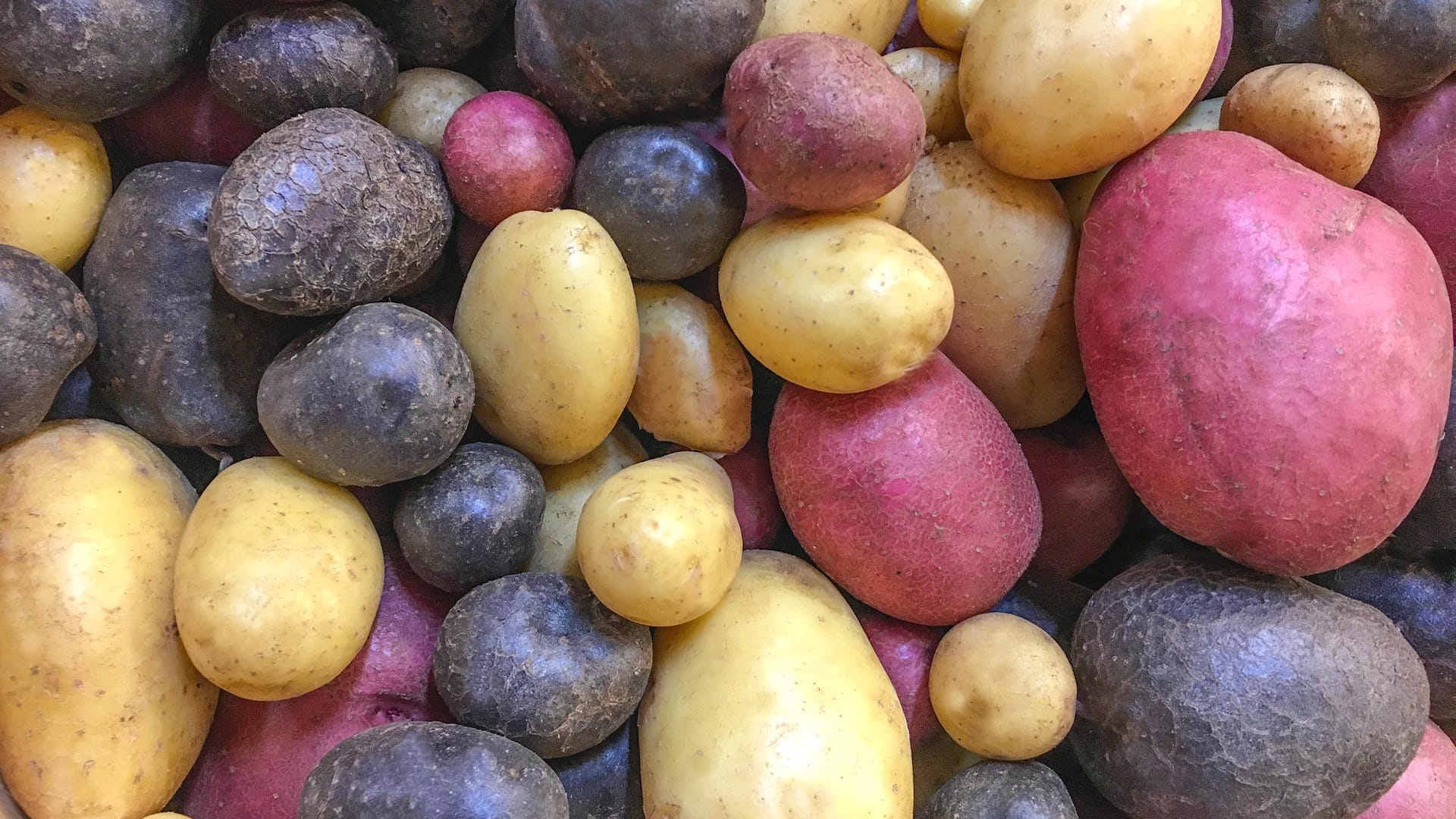 Viele verschiedene Kartoffelsorten mit bunter Schale.