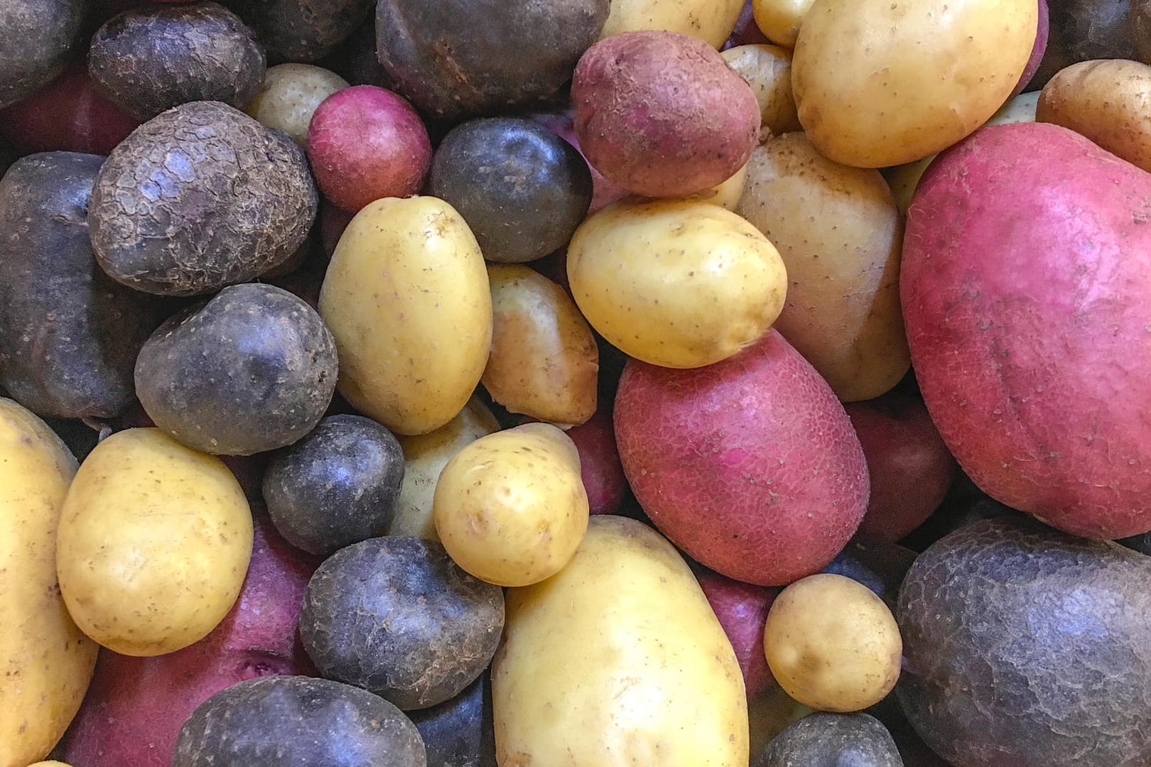 Viele verschiedene Kartoffelsorten mit bunter Schale.