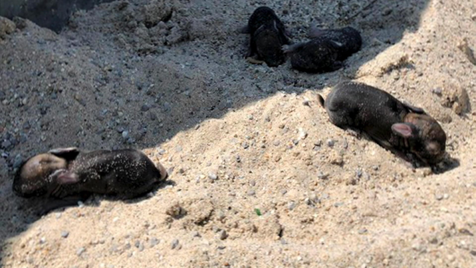 Hips, Hops, Taps und Tips: Die vier Kaninchenjungen sitzen im Sandkasten eines Spielplatzes.