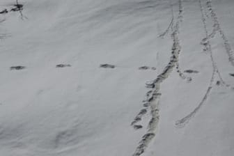 Die Spuren, die die indische Armee entdeckte: Die Soldaten dachten, es handele sich um die Fußabdrücke eines Yetis.