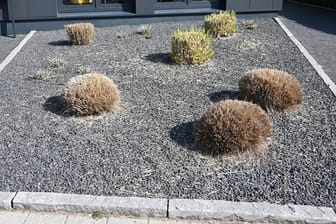 Schottergarten: Pflanzen ragen aus einem Vorgarten mit grauen und schwarzen Kieselsteinen.