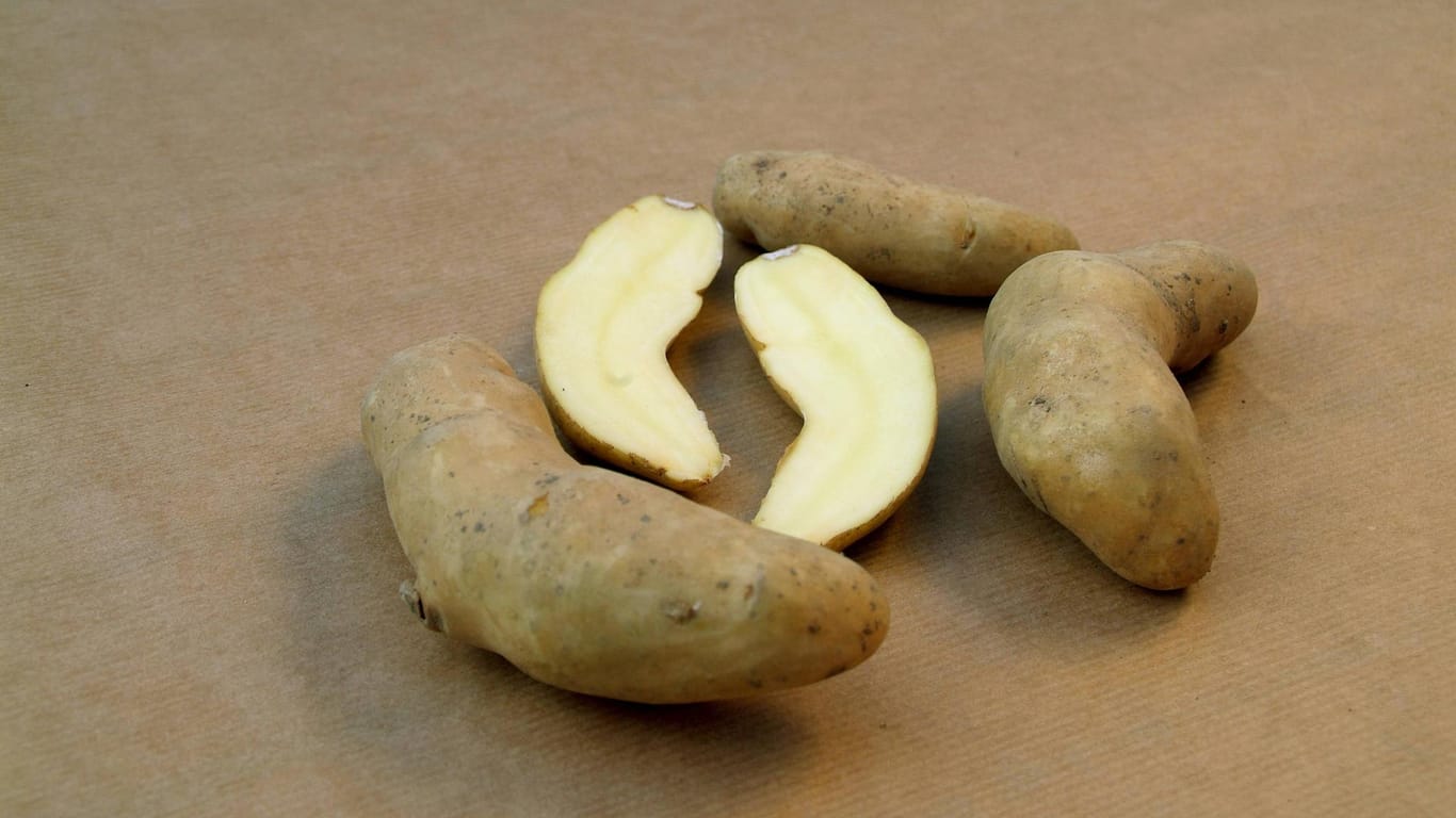 Knolle: Die Kartoffeln der Sorte "La Ratte"