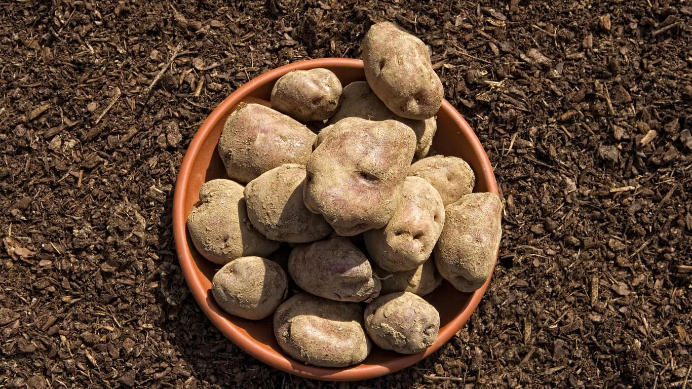 Kartoffeln in Schale: Edzell Blue ist eine Kartoffelsorte aus Schottland.