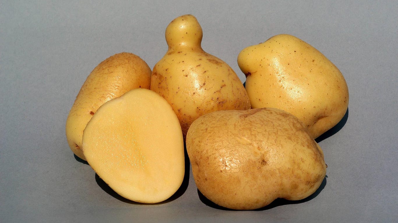 Kartoffelsorte Ackersegen: Das Gemüse hat ein sehr gelbes Fleisch.